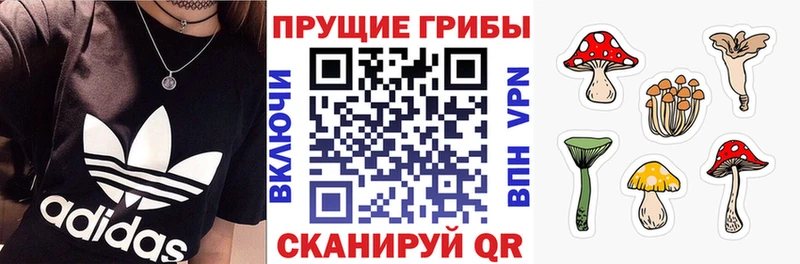 Псилоцибиновые грибы Psilocybine cubensis  Гусиноозёрск 